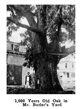 1,000 years old Oak in Mr. Butler's Yard